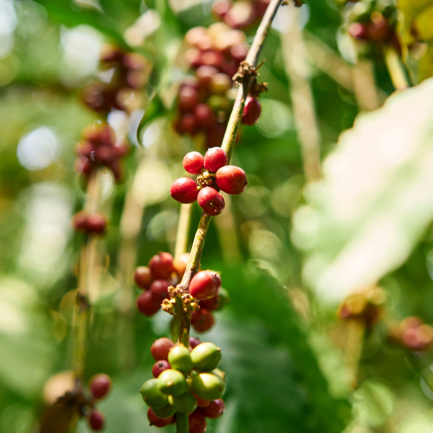 Bagulin Forest Robusta